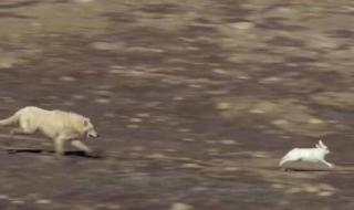 兔子爱上已婚的狼