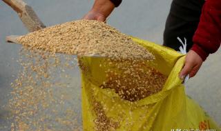 今天小麦多少钱一斤