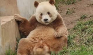 棕色大熊猫 棕色大熊猫