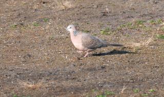 野鸽子图片 野鸽子图片