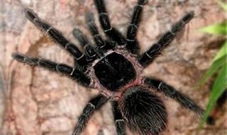 火玫瑰蜘蛛饲养方法