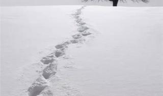 竹白霜的功效与用法