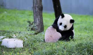 大熊猫由濒危降易危
