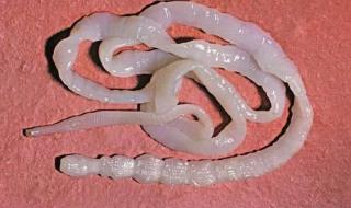 中国羊品种大全